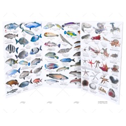DESPLEGABLE PECES MEDITERRANEO CATALAN