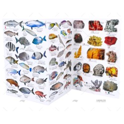 DESPLEGABLE PECES MEDITERRANEO FRANCES